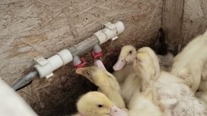 Старшие утята дождались прогулки и тазика. Цыплята и утята помладше заселились в теплицу.