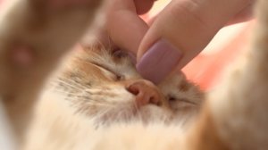 Ветеринары рассказали, как защитить питомцев от клещей