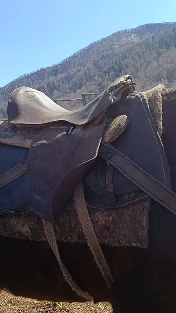 готовлю коней для поездки на глухариный ток.