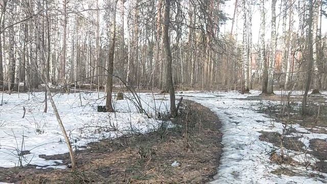 В лесу: делюсь опытом - когда воспалились корешки в пояснице и от боли хочется выть. Что я нашел ☝️