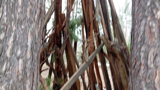 Прогулялась в нашем лесу