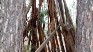 Прогулялась в нашем лесу🍀🌿