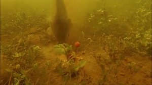 Подводная съемка. Карп на кукурузу.