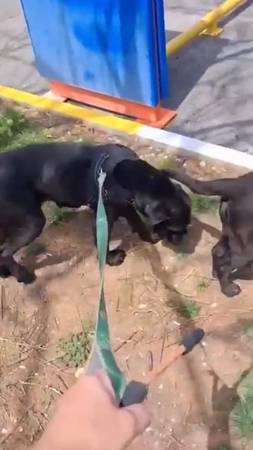 ⚡🙏 СПАСИ ИХ СТАНЬ АНГЕЛОМ  -КУРАТОРОМ❗ПОСТ В ОПИСАНИИ  🎥 #собака #любовь #друг #овчарка #отлов