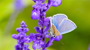 Лаванда цветет под музыку Бетховена - Фиолетовая симфония
