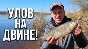 Рыбалка на донную снасть на реке|Западная Двина|Беларусь.