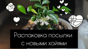 распаковка посылки с новыми хойями