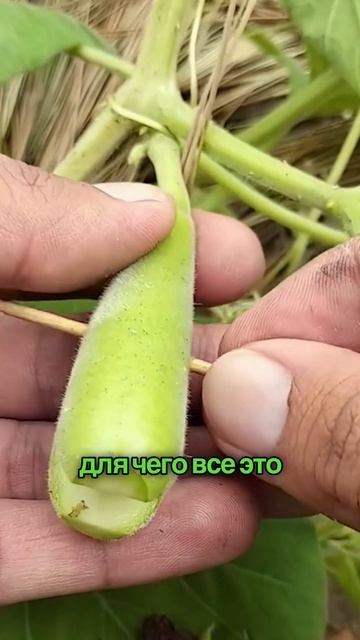 Некоторые приёмы при выращивании кабачков направлены на защиту плодов и улучшение их формы.