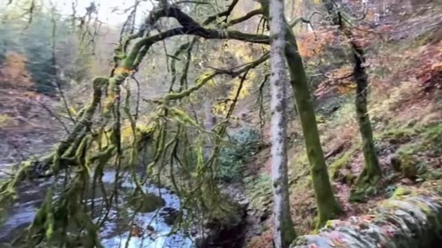 Шотландия  прогулка по сказочному лесу в районе старинного замка