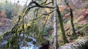 Шотландия  прогулка по сказочному лесу в районе старинного замка