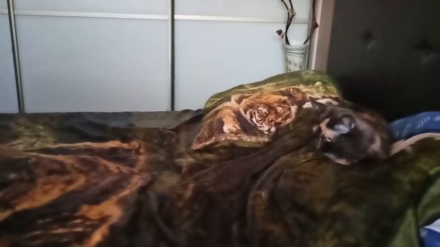 УТРО МОИХ КОШЕК -ПРОСНУЛИСЬ. УТРЕННЯ РАЗМИНКА