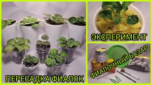 Пересадка фиалок в больший объём. Фиалочный базар.
