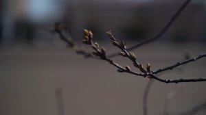 Какая весна в Оренбуржье