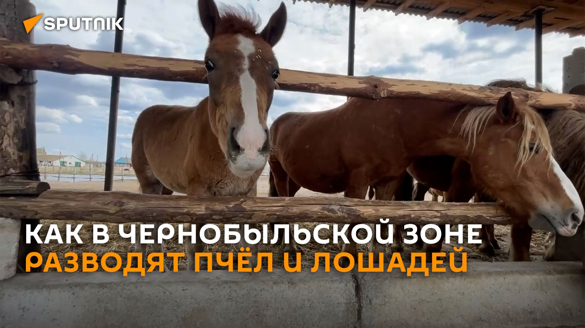 Разводят пчёл и породистых лошадей: как в Беларуси реанимируют Чернобыльскую зону