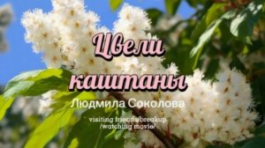 23 мая - день каштановых свечек. «Цвели каштаны» - поёт Людмила Соколова, сл. и муз. Т. Иордан