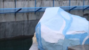 Кай с утра наплавался в чистой воде, перекусил красной рыбкой и немного пообщался 21.04.2026