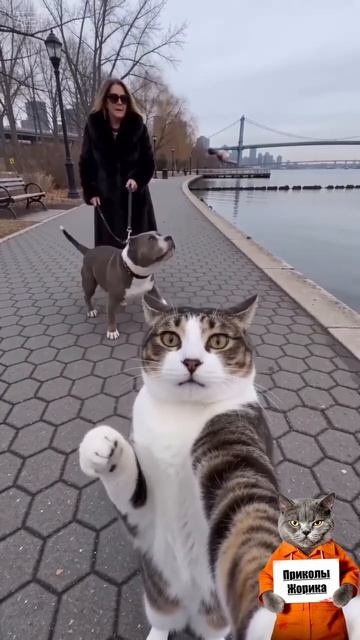 Кот бросил кость собаки