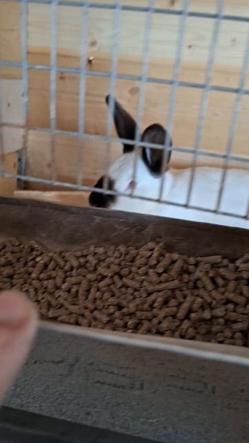 Проверяем кроликов кролики кролик кролики_разведение кролики_содержание кроликикурыутки