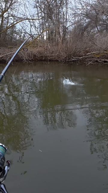 Ловля жереха в Астрахани!