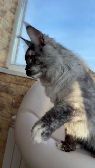 Jacoda Mos Lakshestar котенок мейн кун 7 месяцев.