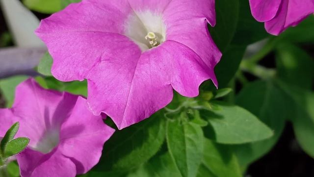 ТЕПЛИЦА 21 АПРЕЛЯ.