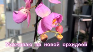 УХОД за новой ОрХиДеЕй ✅ Обработка от ВРЕДИТЕЛЕЙ #орхидеи