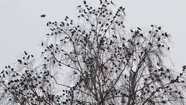 Свиристели прилетели