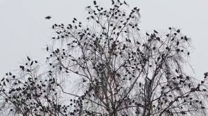 Свиристели прилетели