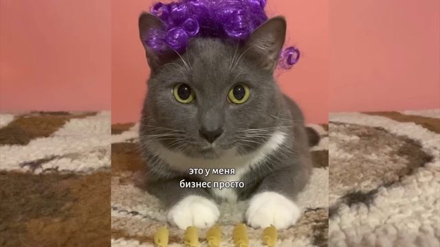 Видео с канала котинет: ЕСЛИ БЫ КОТЫ ХОДИЛИ В ШКОЛУ-КОТИКИ ДЕДЫ МОРОЗЫ