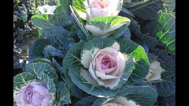 К. Чуковский. Муха-Цокотуха