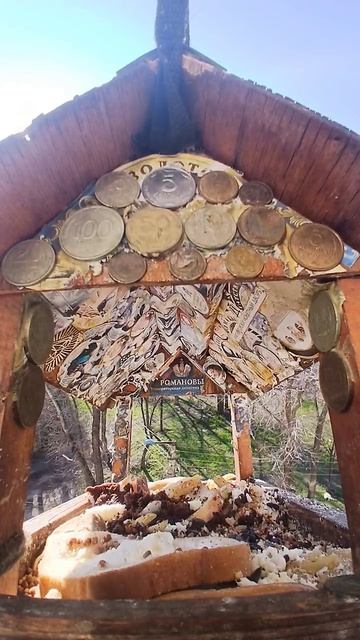 1000016171.mp4Жизнь кормушки.23.04.2026г.