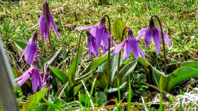 Кузбасский ботанический сад