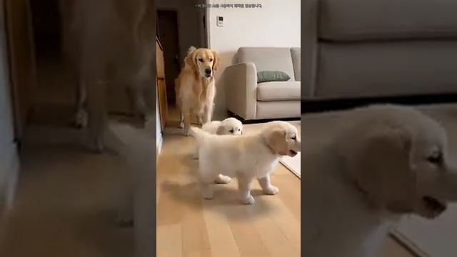 Смешные видео с разными животными 🐈 🐱 🐶 🐕 🐸 🐢 Ржака с домашним животнымии!ТОП 10