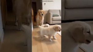 Смешные видео с разными животными 🐈 🐱 🐶 🐕 🐸 🐢 Ржака с домашним животнымии!ТОП 10