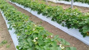 Сорт клубники Мурано, выращивание в теплице, Белореченский район