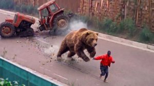 Сумасшедшие нападения диких животных, попавшие на камеру.