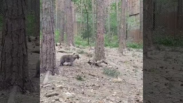 VID_20260421_222647_283.mp4