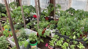 В Сибирь пришло тепло! Отремонтировали парник. Обзор теплиц.