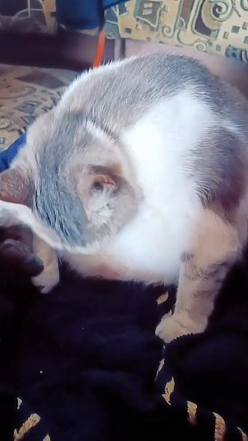 Маня принимает процедуры 🥰😁