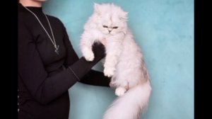 УСТИНЬЯ Мирада Дель Мар из питомника АДЕЛЬВЕСТ💎