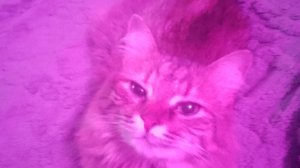 играю с саней в Чикен ган