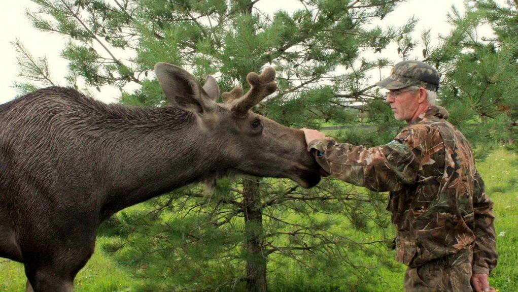 ДИКИЕ ЖИВОТНЫЕ.  Самое лучшее - не вмешиваться в естественные процессы жизни животных и птиц