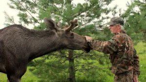 ДИКИЕ ЖИВОТНЫЕ.  Самое лучшее - не вмешиваться в естественные процессы жизни животных и птиц