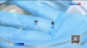 Почти 150 человек пострадали от укусов клещей в Нижегородской области