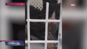 На Введенском кладбище кота вызволили из затопленной усыпальницы