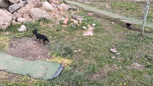 Первая прогулка Дианы цена 80 тр купить_щенка_чихуахуа_продаю 79215950848