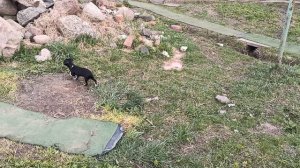 Первая прогулка Дианы #цена 80 тр #купить_щенка_чихуахуа_продаю +79215950848