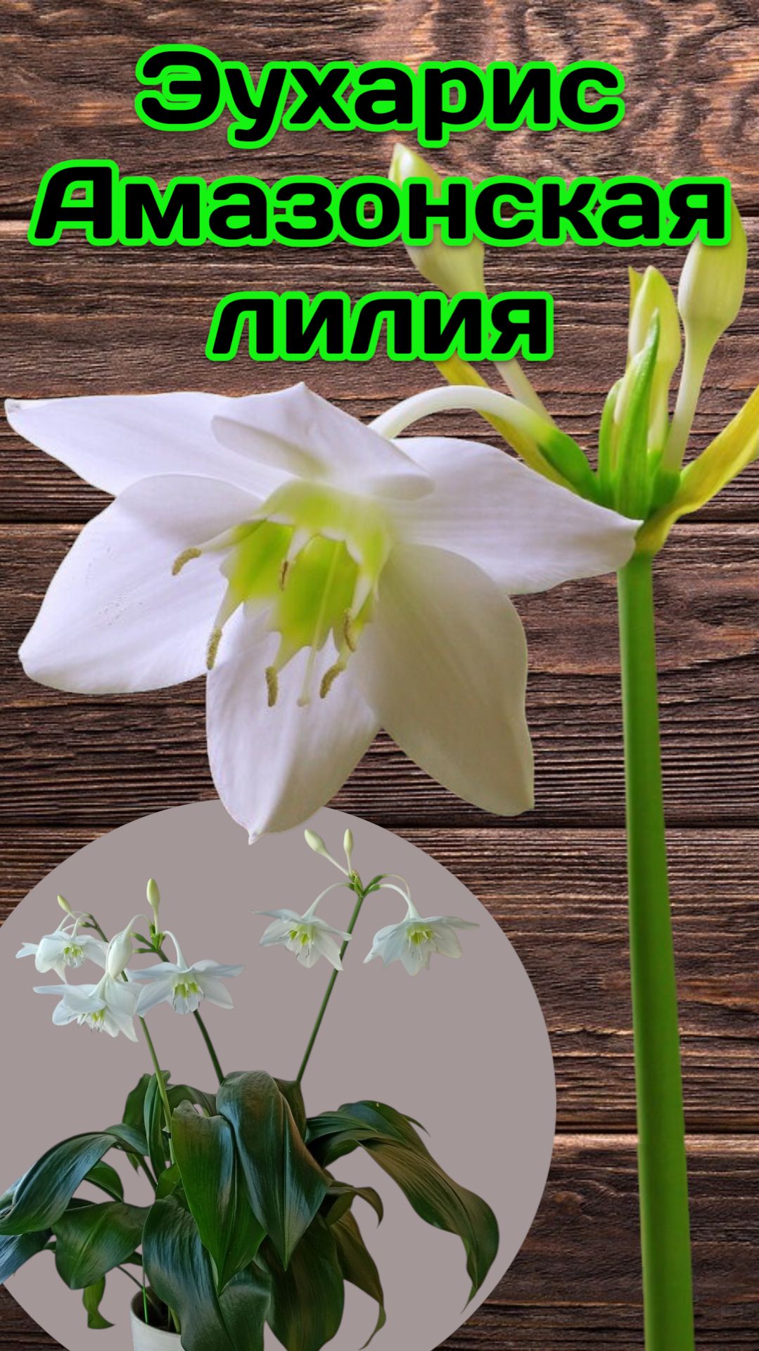 😱 Эухарис цветок для аллергиков и ленивых, обзор комнатных цветов #эухарис #растениядляленивых