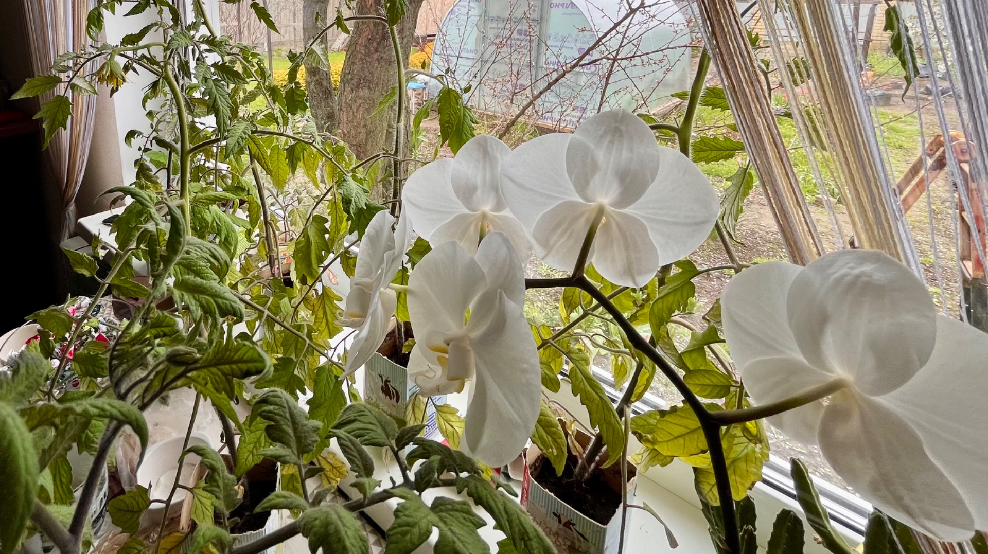 Вы живые? Проверка теплицы.