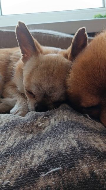 Братты мнеили брат